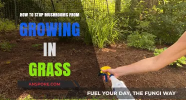 Prevent Mushroom Growth in Your Lawn: Effective Tips and Solutions