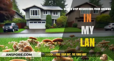 Prevent Mushrooms in Your Lawn: Effective Tips and Solutions