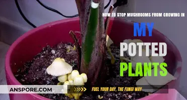 Prevent Mushroom Growth in Potted Plants: Effective Tips and Solutions