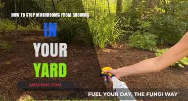 Effective Ways to Prevent Mushrooms from Taking Over Your Yard