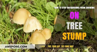 Prevent Mushroom Growth on Tree Stumps: Effective Tips and Solutions