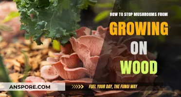 Preventing Mushroom Growth on Wood: Effective Strategies for Healthy Surfaces