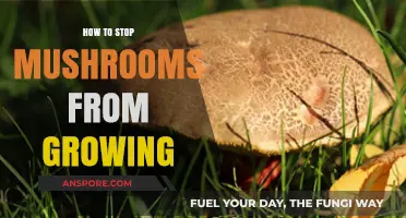 Effective Ways to Prevent Mushroom Growth in Your Home and Garden