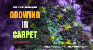 Preventing Mushroom Growth in Carpet: Effective Tips and Solutions