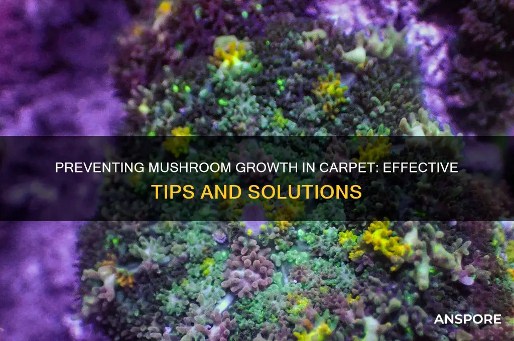 how to stop mushrooms growing in carpet