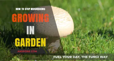 Effective Ways to Prevent Mushrooms from Taking Over Your Garden