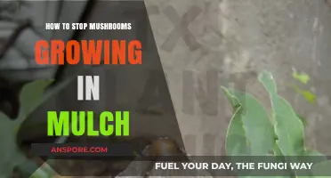 Prevent Mushroom Growth in Mulch: Effective Tips and Solutions