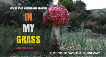 Prevent Mushrooms in Your Lawn: Effective Tips for a Fungus-Free Yard