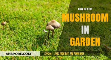 Effective Ways to Prevent Mushrooms from Growing in Your Garden