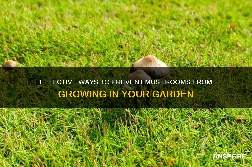 how to stop mushrooms in garden