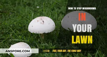 Effective Ways to Prevent and Remove Mushrooms from Your Lawn