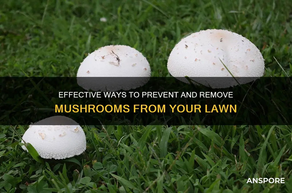 how to stop mushrooms in your lawn