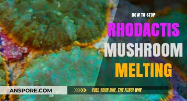 Prevent Rhodactis Mushroom Melting: Essential Care Tips for Healthy Corals