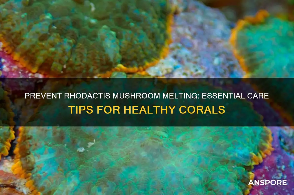 how to stop rhodactis mushroom melting