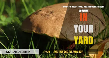 Prevent Toxic Mushrooms: Effective Yard Care Tips for a Safe Garden