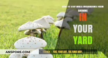 Preventing White Mushrooms: Effective Yard Care Tips to Keep Them Away