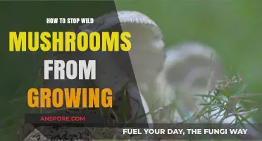 Effective Strategies to Prevent Wild Mushrooms from Growing in Your Yard