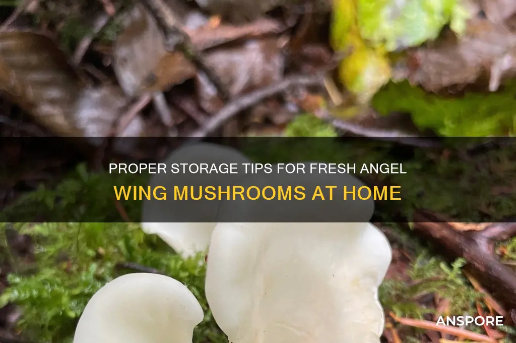 how to store angel wing mushrooms