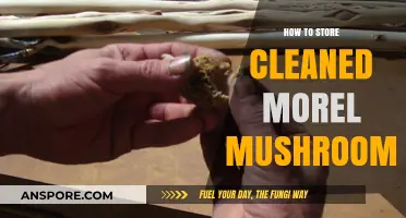 Properly Storing Cleaned Morel Mushrooms: Tips for Freshness and Flavor