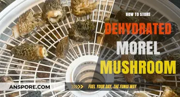 Proper Storage Tips for Preserving Dehydrated Morel Mushrooms