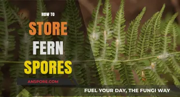 Mastering Fern Propagation: Effective Techniques for Storing Fern Spores