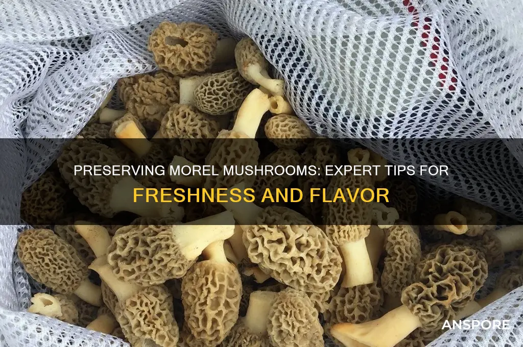 how to store fresh morel mushrooms