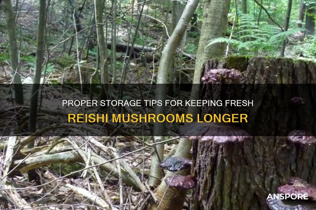 how to store fresh reishi mushrooms