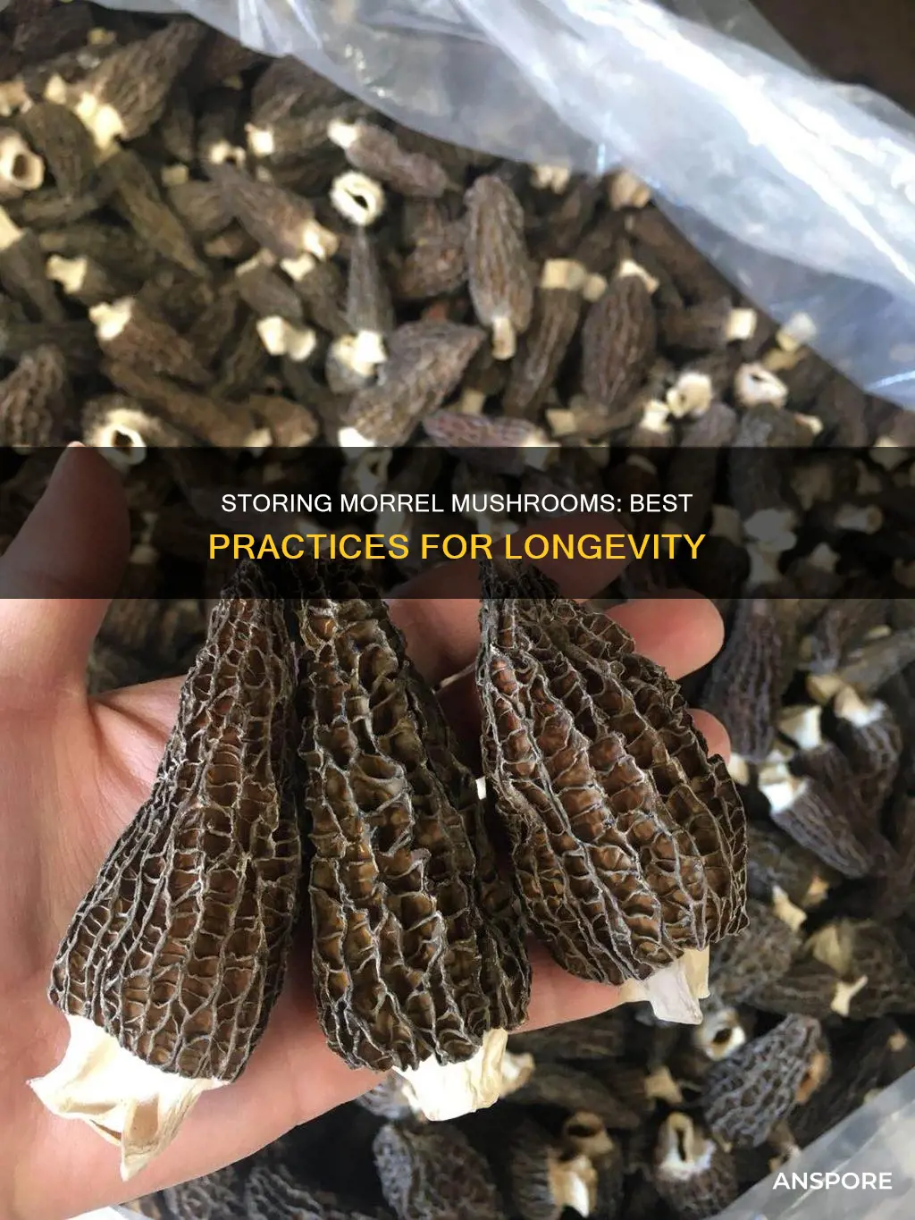 how to store morrel mushrooms