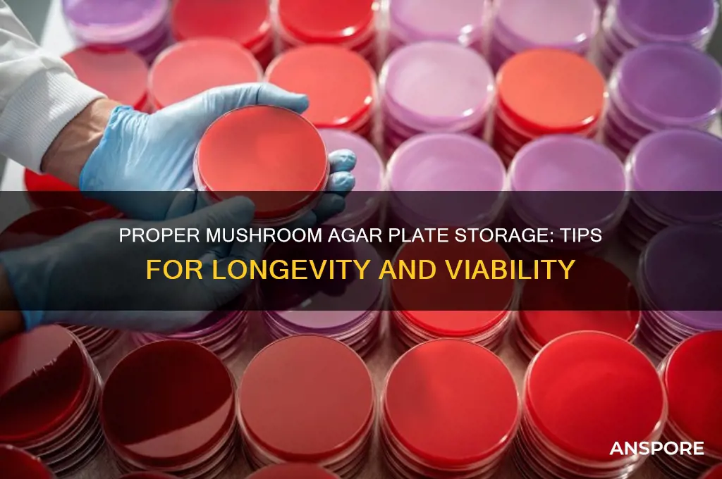 how to store mushroom agar plates