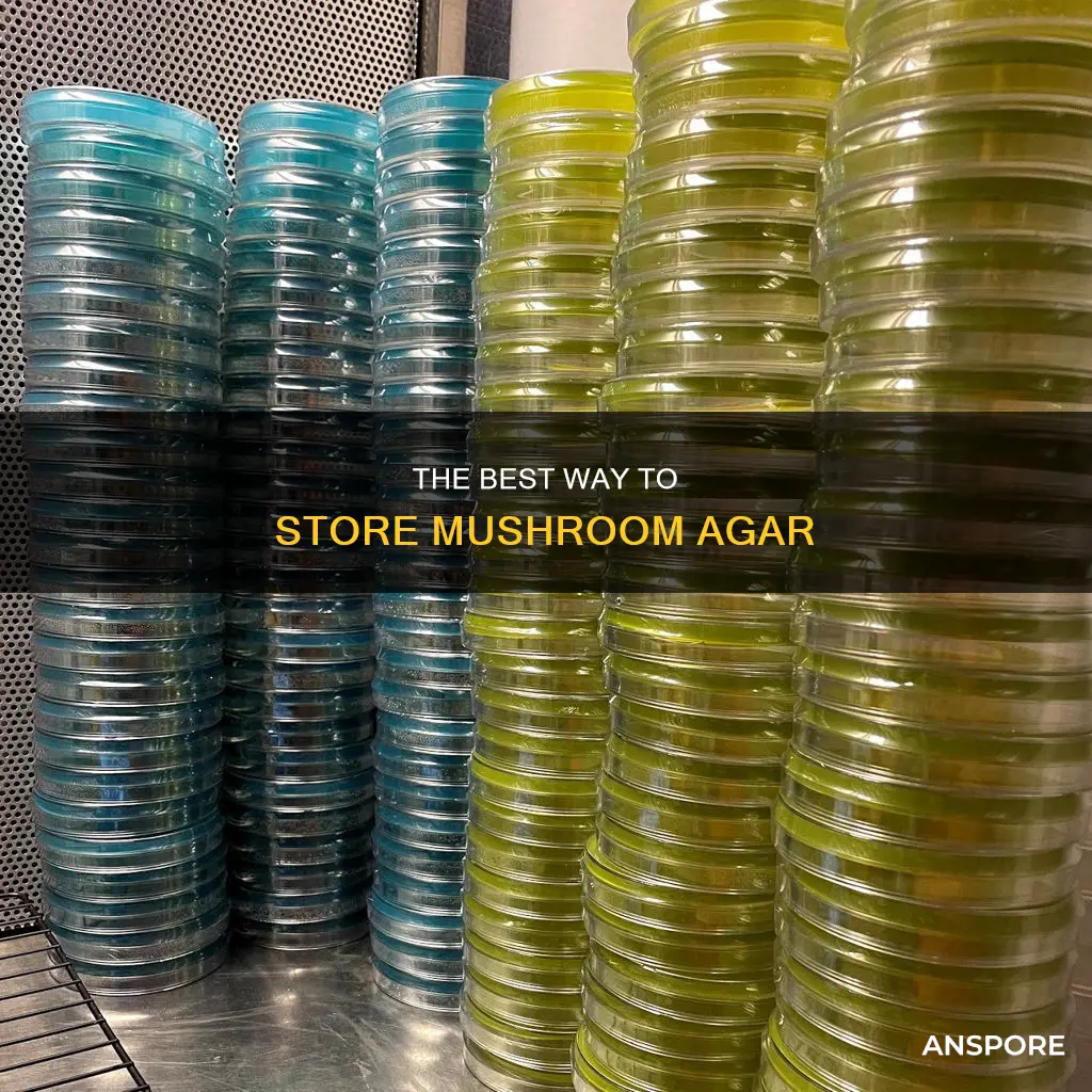 how to store mushroom agar