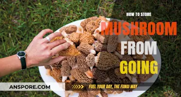 Effective Tips to Keep Mushrooms Fresh and Prevent Spoilage