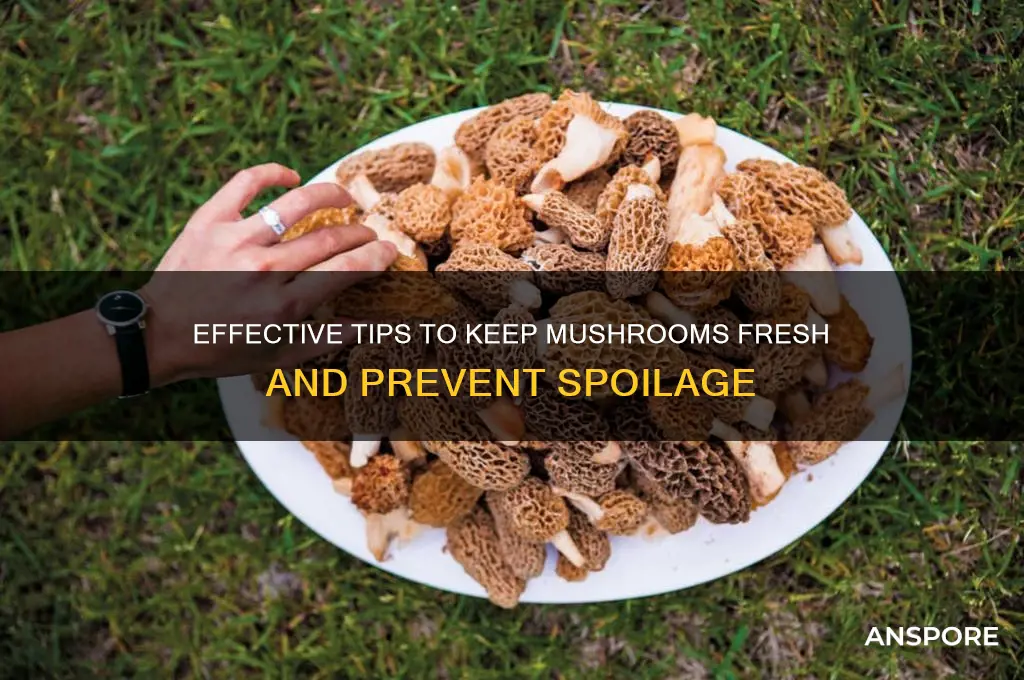 how to store mushroom from going