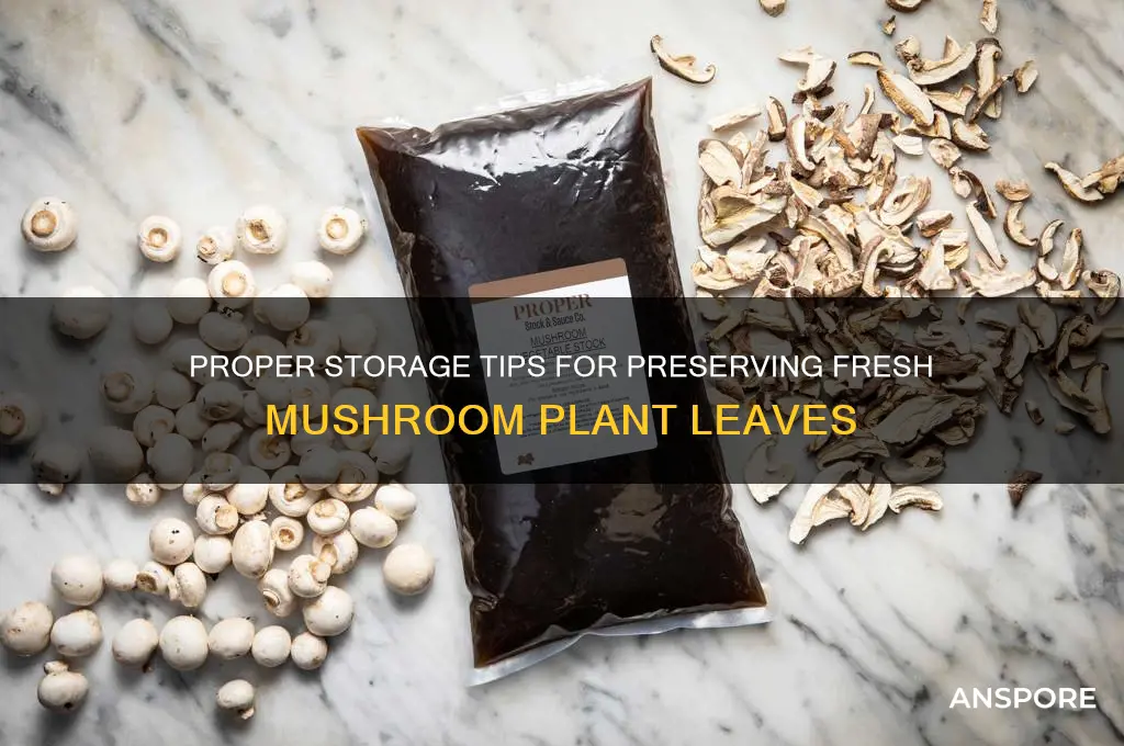 how to store mushroom plant leaves