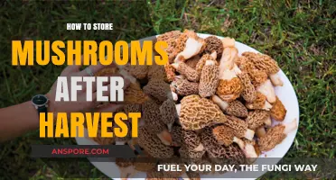 Proper Mushroom Storage Tips: Preserving Freshness After Harvest