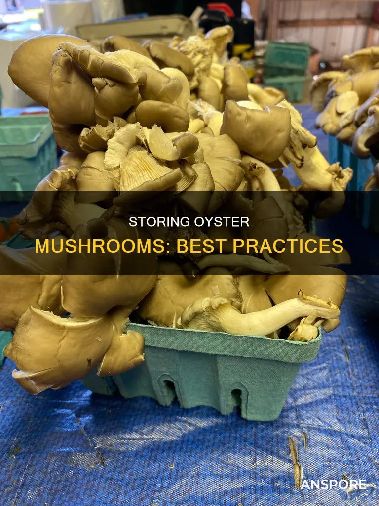 how to store oyster mushrooms