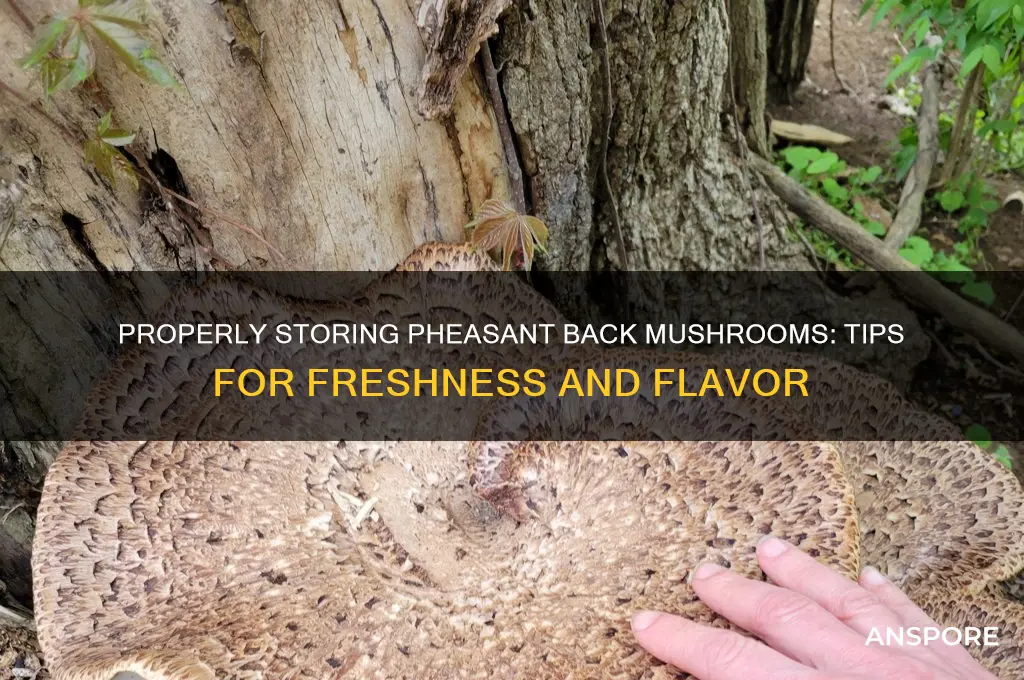 how to store pheasant back mushrooms