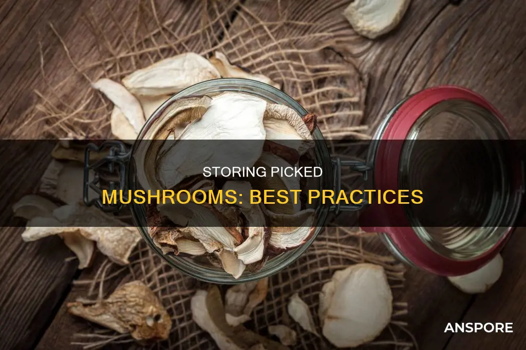 how to store picked mushrooms