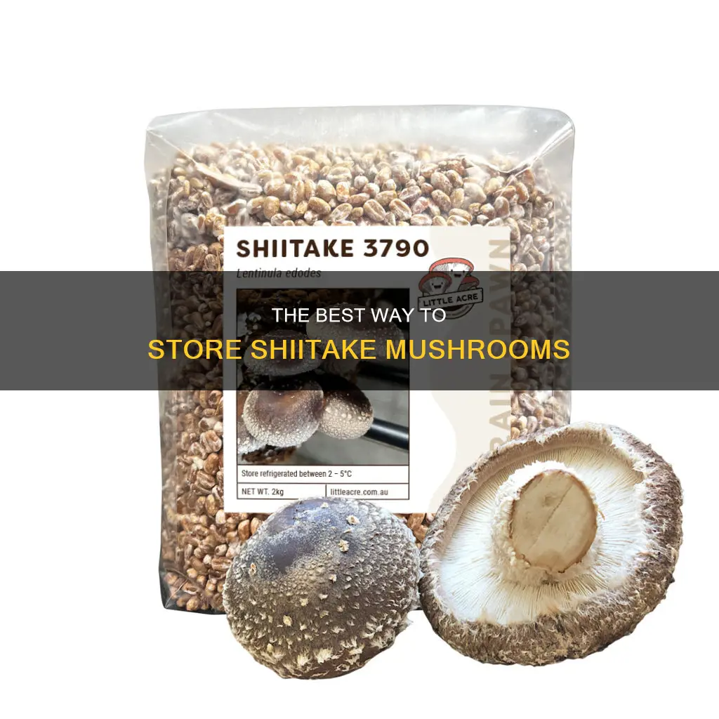 how to store shiitake mushroom