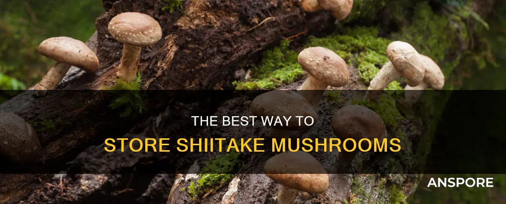 how to store shiitake mushrooms