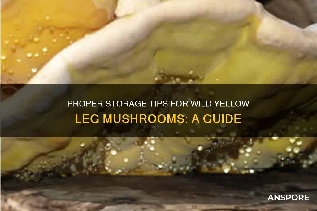 how to store wild yellow leg mushrooms