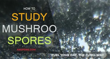 Mushroom Spores: A Guide to Studying Microscopic Prints