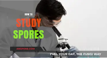 Mastering the Art of Studying Spores: Techniques and Tips