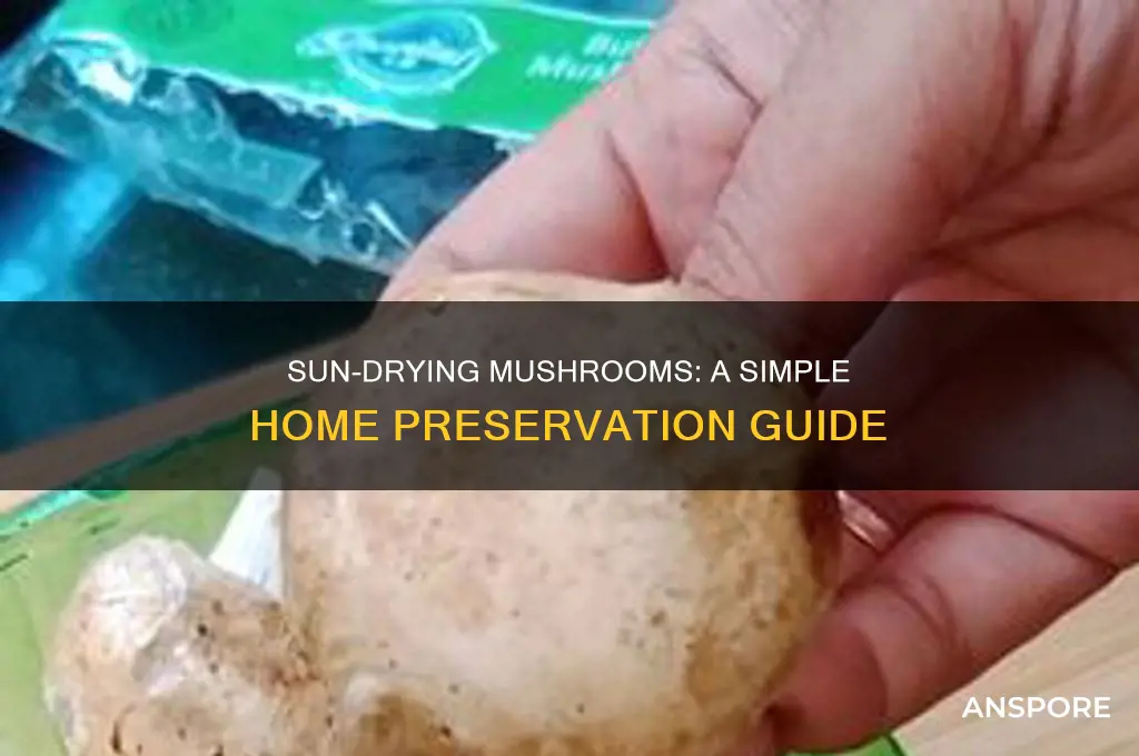 how to sun dry mushrooms at home