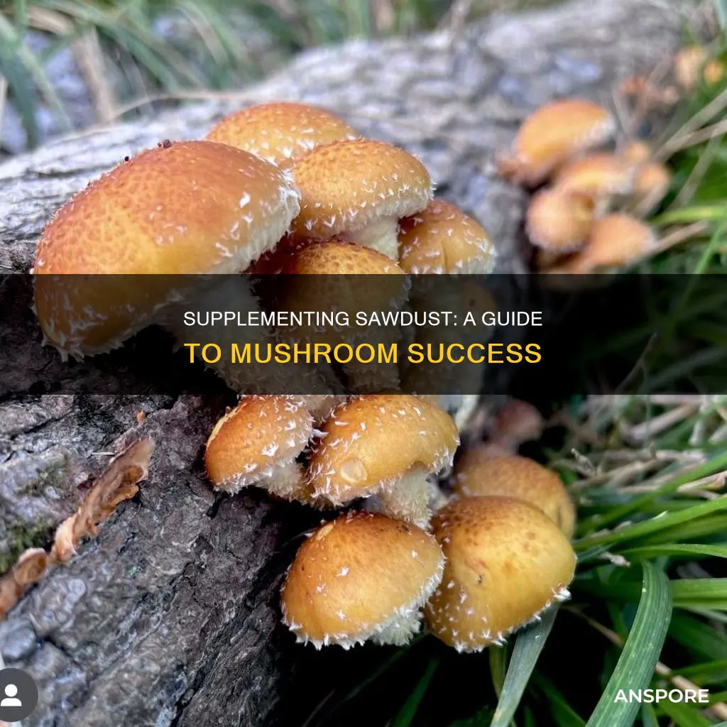how to suplemented sawdust mushrooms