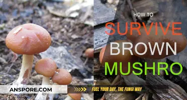 Surviving Brown Mushrooms: A Guide to Foraging Safely