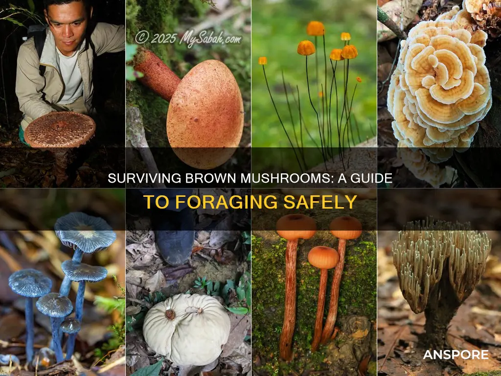 how to survive brown mushrooms
