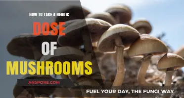 Mastering the Heroic Dose: A Guide to Mushroom Exploration