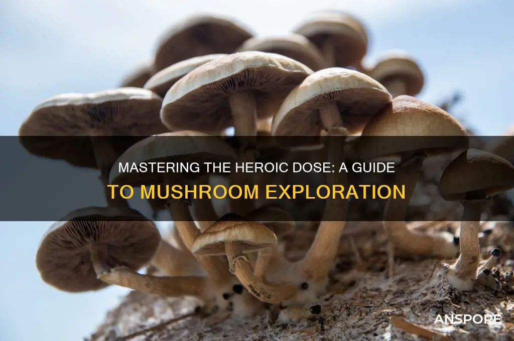how to take a heroic dose of mushrooms