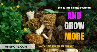 Growing Morel Mushrooms: A Step-by-Step Guide to Cultivating Your Own Crop