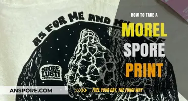 Mastering Morel Spore Prints: A Step-by-Step Guide for Foragers